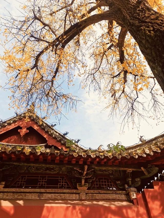 【花开卧龙，心动五一】暖心收官｜短暂的离别，是为了银杏树下更好的重逢