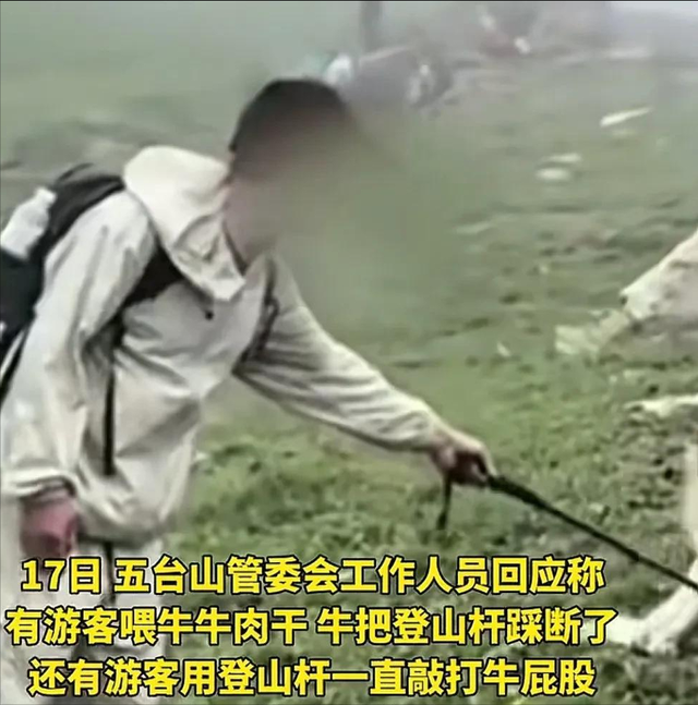五台山牛群围攻踩踏游客，景区拒绝赔偿，画面流出，网友怒斥活该