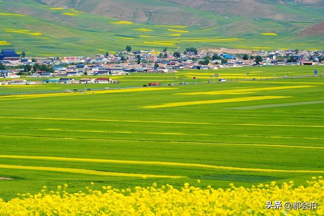 青海门源万亩油菜花海：登上四个观景点，各有风情入画来！