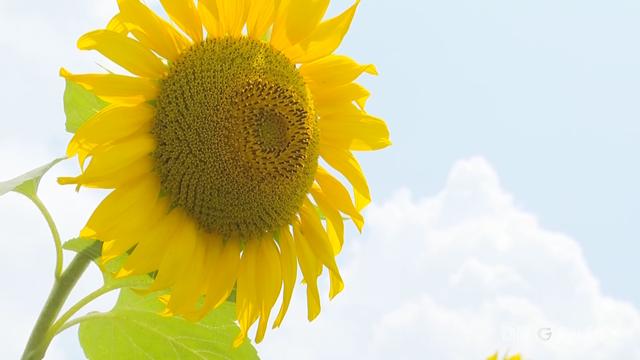 贵州以花为媒 绽放“美丽经济”