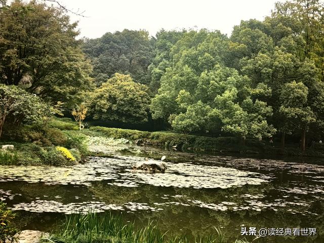 杭州植物园的菊花展——一场关于菊花的饕餮盛宴（一）