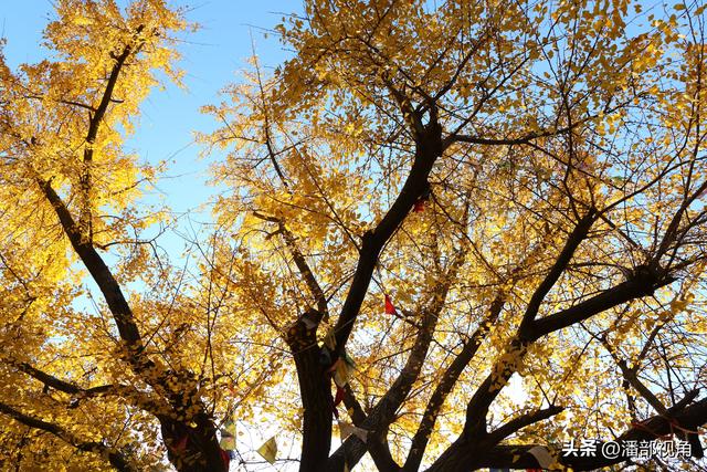 苏州穹窿山下香山草庵，冬日银杏和古庙的完美组合