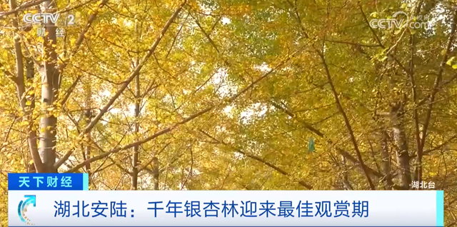 安陆赏秋“天花板”，登上央视！