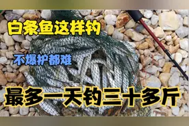 钓白条，没什么是比这个方法效率更高的！一天最多钓过三十多斤！图片
