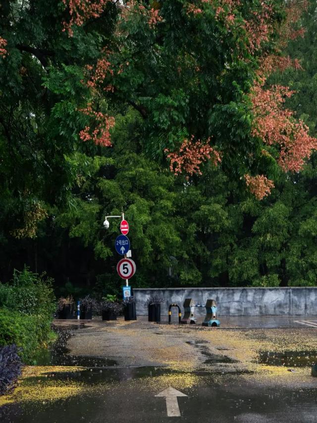 谁说重庆没有秋天?都藏在这些公园里→