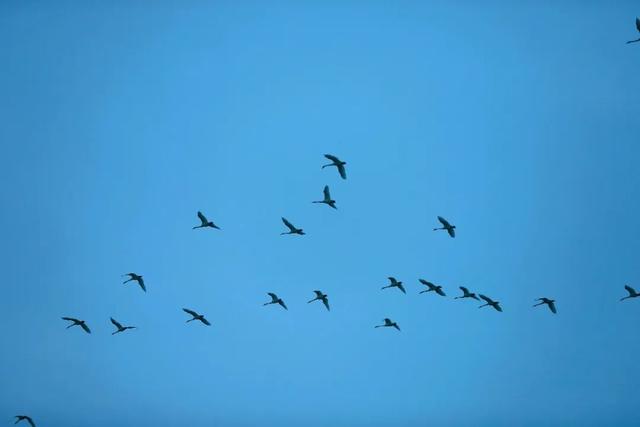 河南三门峡：天鹅湖晨曲