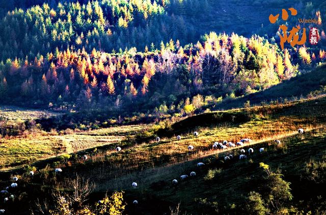 【小陇画报·437期】初冬，礼县美的像“油画世界”