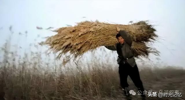 乌河岸边的芦苇荡
