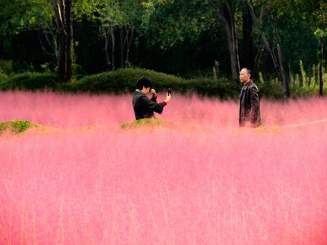 来啊！抓住粉黛小尾巴，错过再等一年！