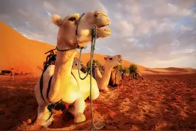 骆驼，竟然还是吉祥的象征？图片