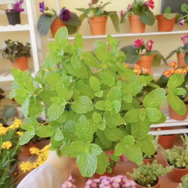 家里养这5种香花，细菌“闻味就躲”！至少摆一盆，全家少生病
