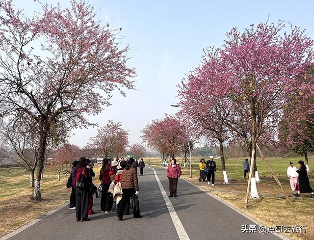 成都最大规模冬樱花开了，1000多株，惊艳壮观，免费，地铁直达！