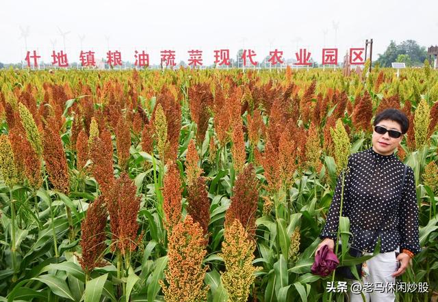 五方村的高粱红了，正是拍照打卡时