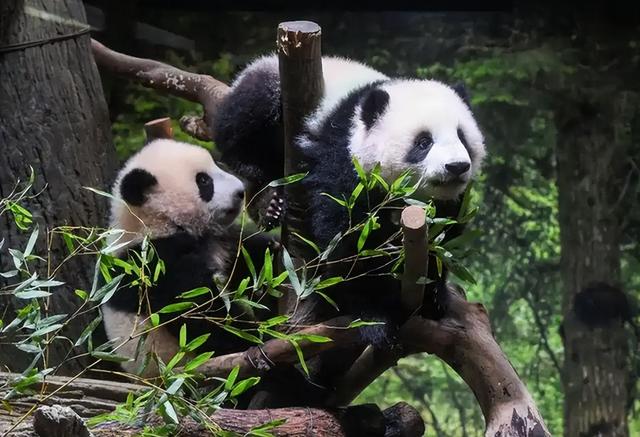 太不寻常了！日本外长公开承认波茨坦公告，日高官求中国一件事