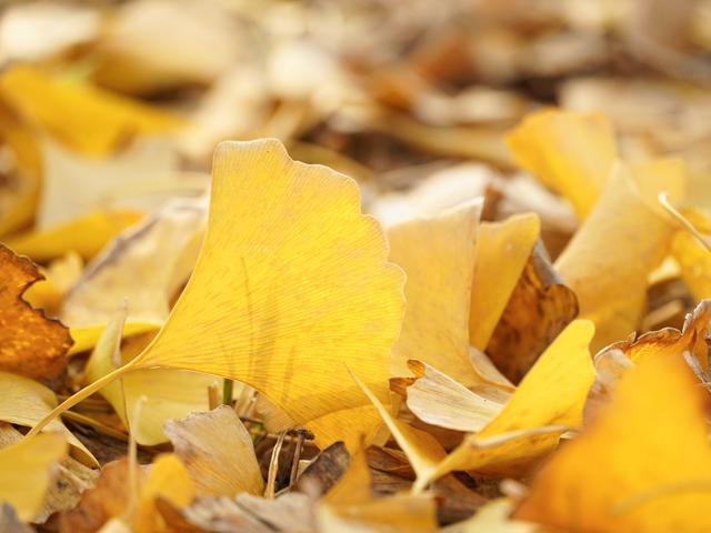 风墨壁纸 | iPad平板电脑自由枫叶ins山4k超清横屏风景壁纸