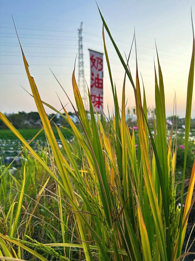 从化漫游记:撞见广州最温柔的落日与烟火