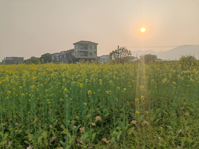 三水万亩油菜花海盛放，邀您共赴金色之约！