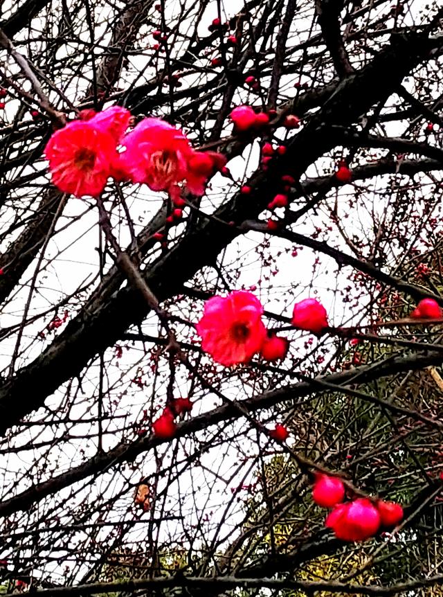 随感，梅花为谁而开