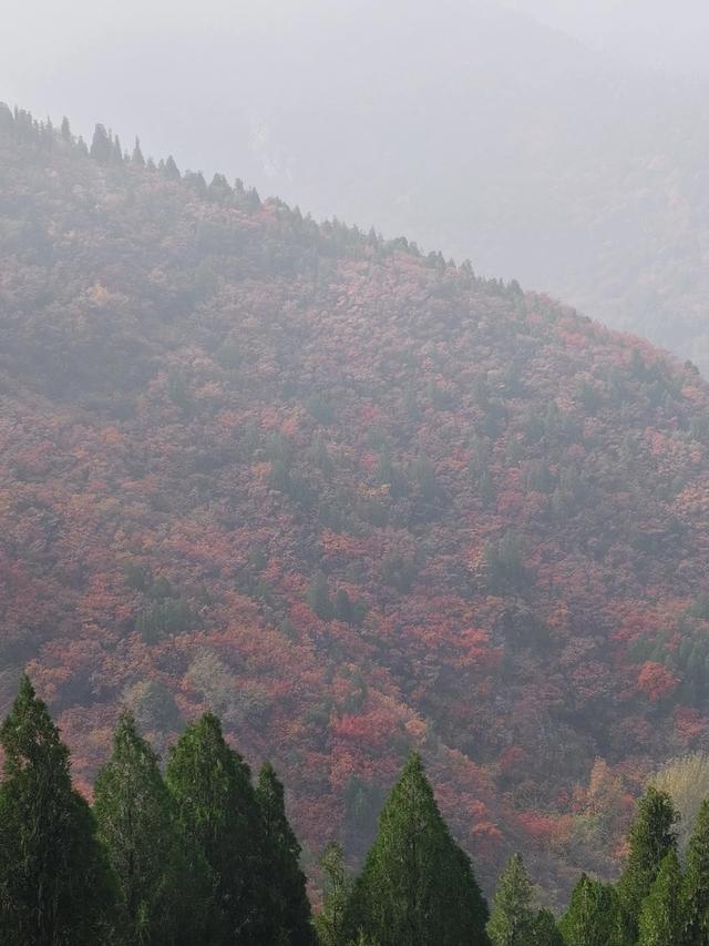 去博山盆泉张丹顶赏红叶