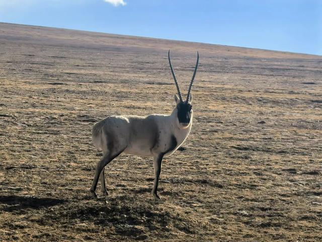 羌塘巡护日志｜听着故事再入无人区，心底已无荒凉
