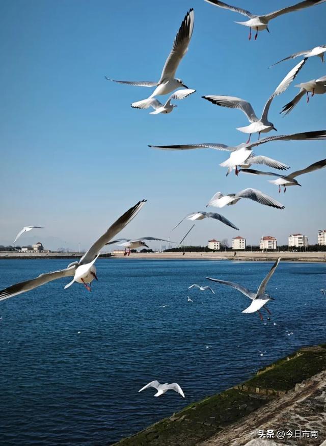 冬日限定浪漫！跟着蒋欣去海上喂海鸥！