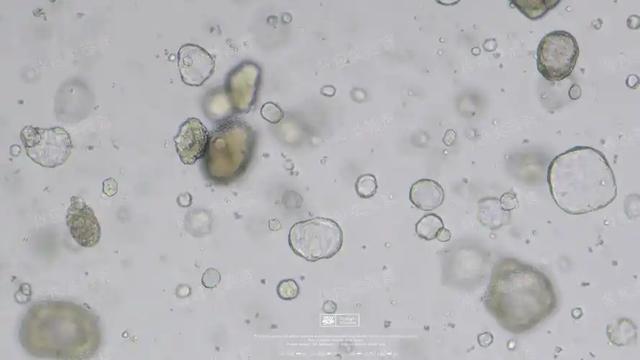 人类皮肤变算力核心？瑞士培育出"湿件"计算机，能解AI能耗危机？