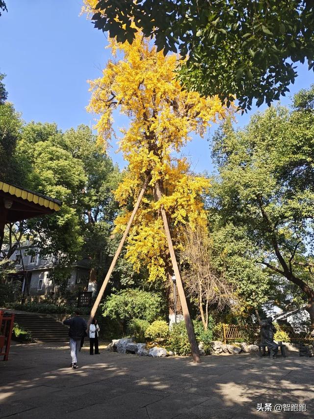 2025 杭州西湖 City Walk 留下足迹