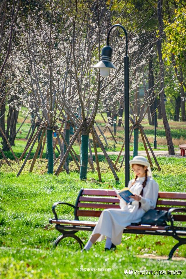 官宣！樱花开爆武汉，最全点位来了！