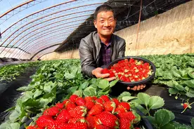 农业丰城 绘就绿色振兴新画卷图片