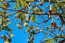 树上长“面包”？原来是果实！网红植物在厦“火出圈”→图片