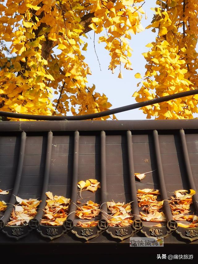 银杏黄了，自贡天池寺秋意登场！