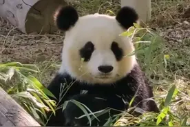 冯奶爸控诉大熊猫不善良，喜乐：小冯啊，你跟本熊请假了吗？图片