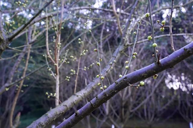 轨道公交直达！重庆红梅花海已上线，速来打卡→