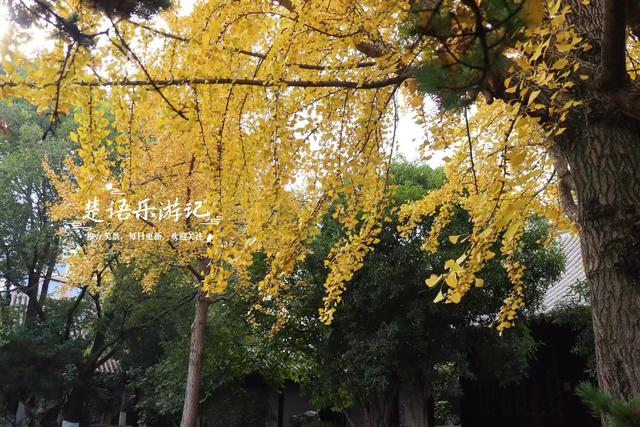 浙江宁波这个小园林被人忽略，但是银杏真是太美了，乌桕也是一绝
