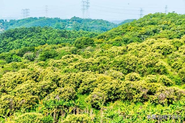 广东汕头澄海莲花山鸟语花香,徒步赏景做公益的热门地