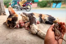流浪猫妈被汽车撞飞，浑身严重骨折，嘴巴都被撞变形，我想救它！图片