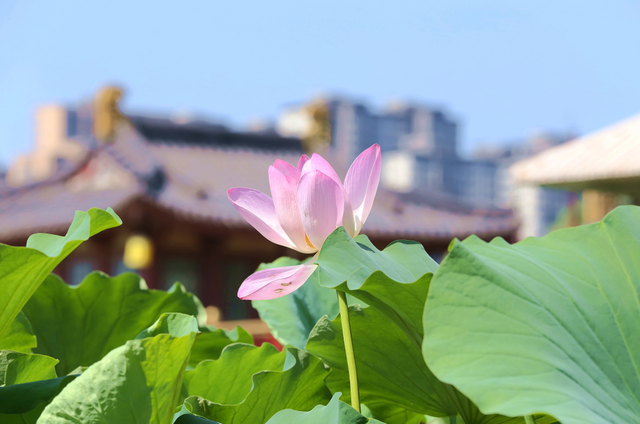 曲江池第一波荷花上新，夏日顶流等你打卡！