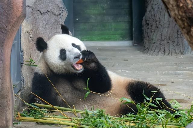 《疯狂动物城》苏州分“城”来啦！