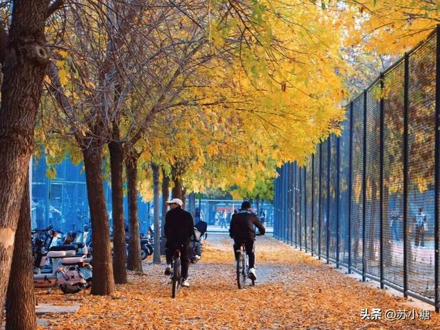 【石家庄】河北经贸大学银杏节预览，随手一拍都是壁纸