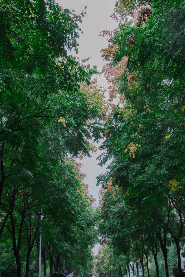 栾树花开，扮靓郫都秋日美景！