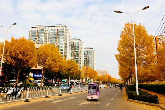临沭开启“落叶缓扫”模式留住城市秋季美景