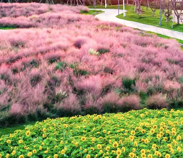 为你精选3个上海秋天周末遛娃游玩好去处。