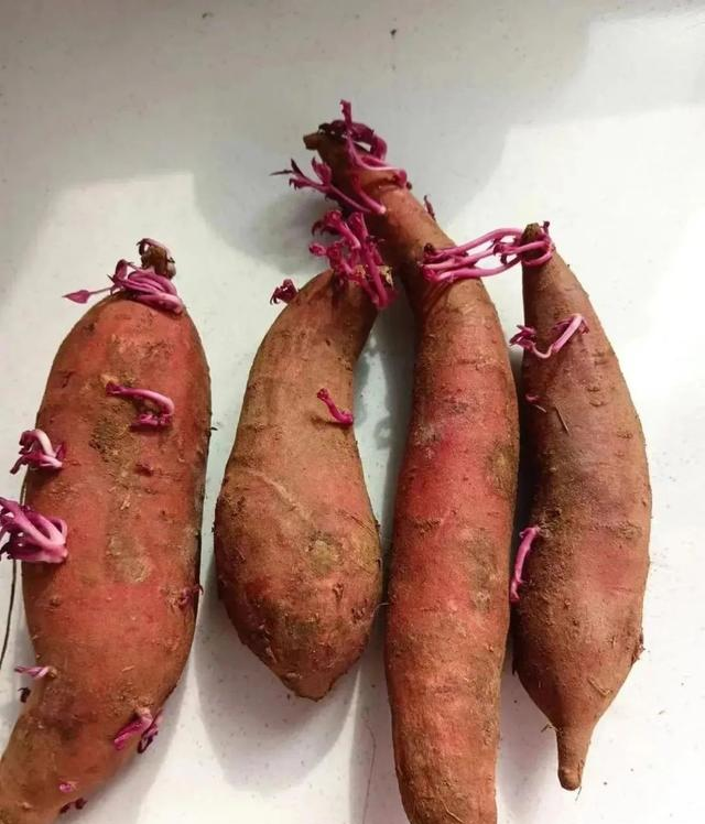 陕西一男子，晒“客厅红薯瀑布”走红，网友：我以为是塑料装饰品