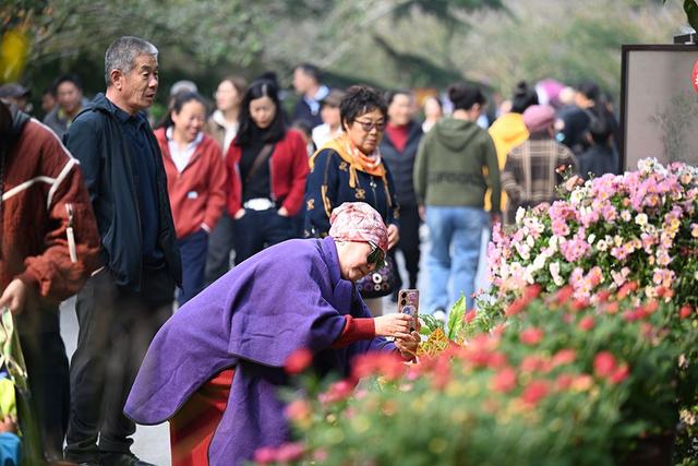 仪式感拉满 中山公园第41届菊展邀你共赴秋日之约