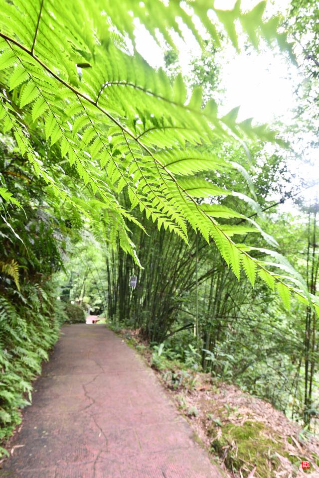 赤水四洞沟瀑布