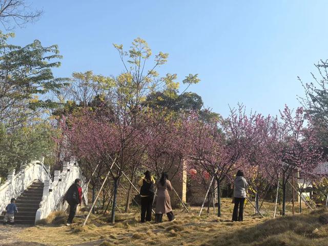 反季惊喜！北方白雪皑皑 始兴这座古村樱花浪漫
