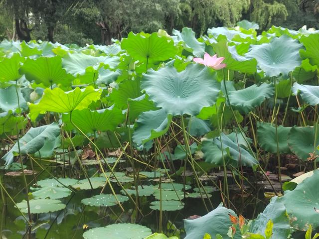 烟兩江南梦