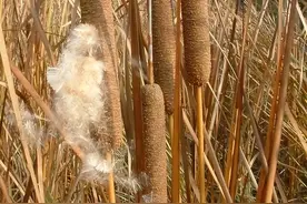 农村常见“香肠草”，一亩就能卖2-3万，为何有人还把它当害草？图片