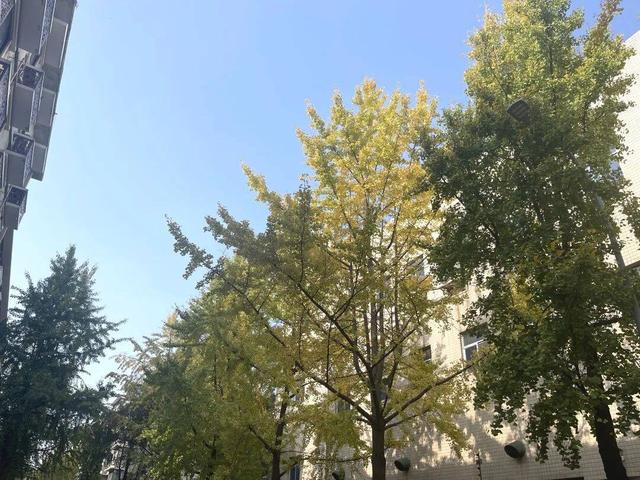 【美丽四川】寒冬将至 银杏初黄