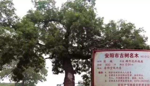 漫步安阳古都，聆听历史与时光的低语